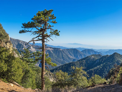 This image is used for Angeles National Forest link button